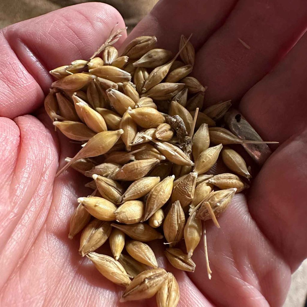 Grains
